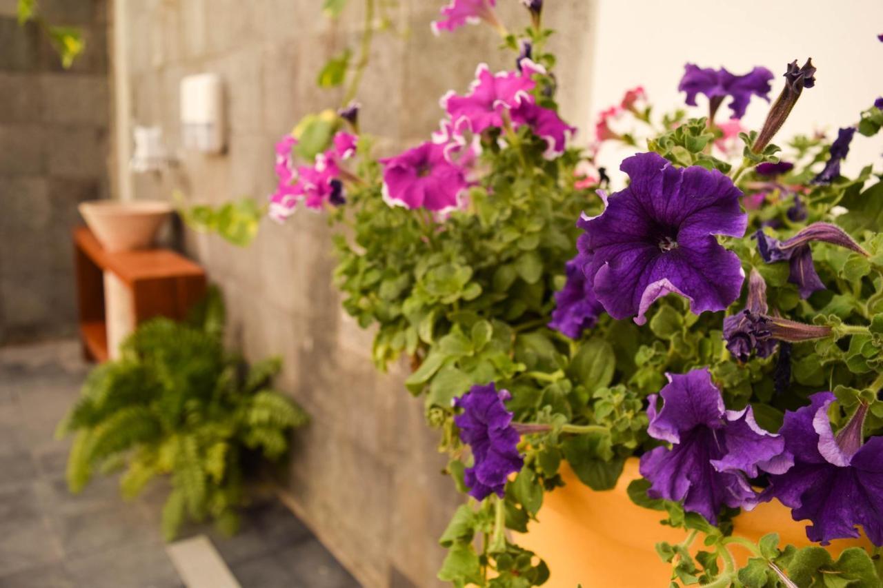 Casa Ticul Hotel Boutique - 5Th Ave (Adults Only) Playa del Carmen Bagian luar foto Petunia